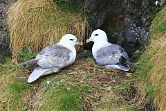 Northern Fulmar